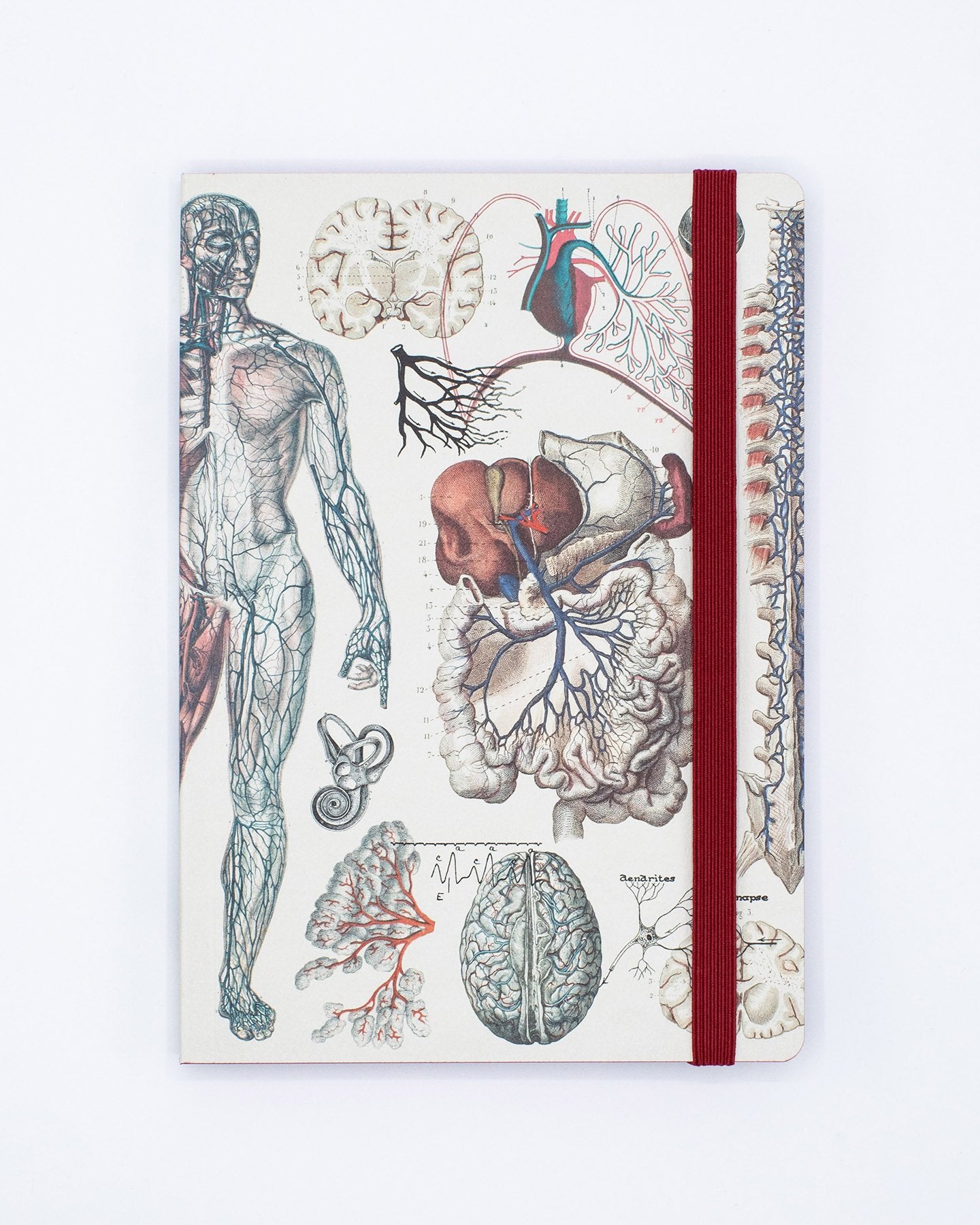 Science Notebooks, Notepads and Sketchbooks - Cognitive Surplus