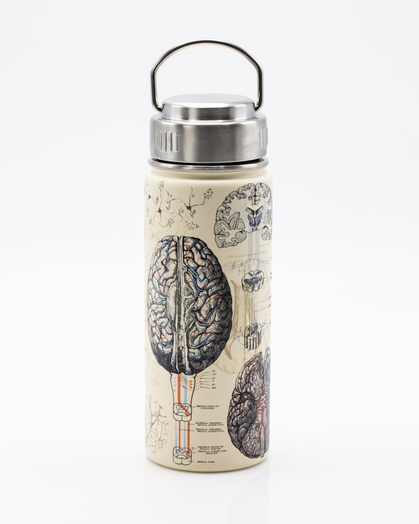 Brain Neuroscience Stainless Steel Flask / Insulated Travel Thermos –  Cognitive Surplus EU